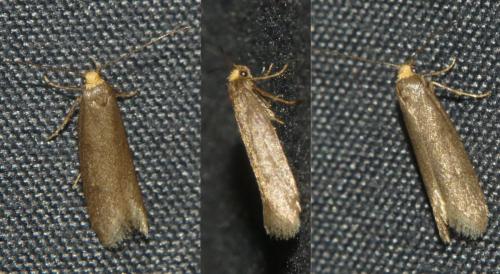 Réf. 303 327 : Agnoea sp.
